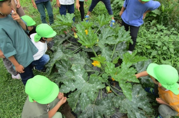 野菜を育て調理